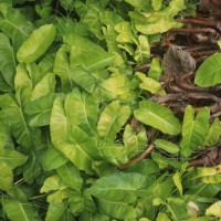 Philodendron burle-marxii G.M.Barroso